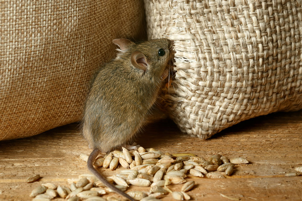 Here’s How to Get Rid of Voles